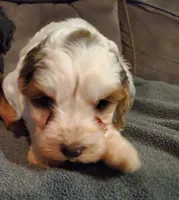Bo, a female Miniature Bernedoodle for sale in Leetonia, OH – 6 of 7