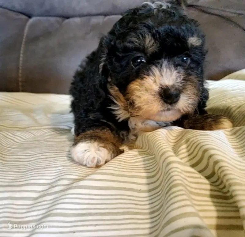 Lily – Miniature Bernedoodle puppy for sale in Leetonia, OH