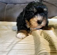 Lily, a female Miniature Bernedoodle for sale in Leetonia, OH – 3 of 8