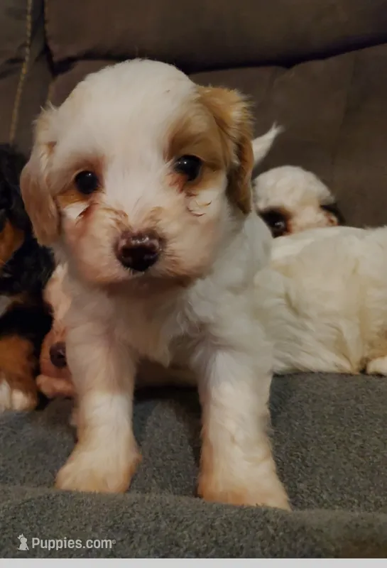 Lucy – Miniature Bernedoodle puppy for sale in Leetonia, OH