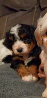 Winston , a male Miniature Bernedoodle for sale in Leetonia, OH – 4 of 9