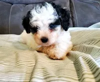 Amanda panda (tiny), a female Miniature Bernedoodle for sale in Leetonia, OH – 7 of 10