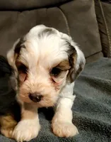 Bo, a female Miniature Bernedoodle for sale in Leetonia, OH – 2 of 7