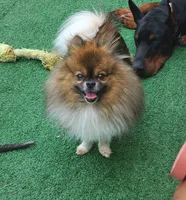 Oatmeal , a male Pomeranian for sale in Bay Minette, AL – 3 of 10