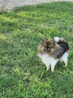 Oatmeal , a male Pomeranian for sale in Bay Minette, AL – 5 of 10