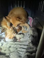 Snickersdoodle , a female Pomeranian for sale in Bay Minette, AL – 4 of 10