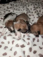 Snickersdoodle , a female Pomeranian for sale in Bay Minette, AL – 2 of 10