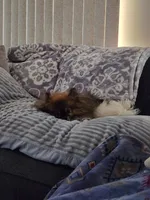 Oreo , a female Pomeranian for sale in Bay Minette, AL – 6 of 10