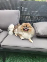 Oatmeal , a male Pomeranian for sale in Bay Minette, AL – 9 of 10