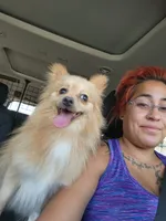 Oatmeal , a male Pomeranian for sale in Bay Minette, AL – 8 of 10