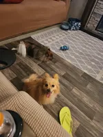Oatmeal , a male Pomeranian for sale in Bay Minette, AL – 7 of 10
