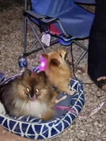 Snickersdoodle , a female Pomeranian for sale in Bay Minette, AL – 10 of 10