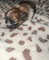 Snickersdoodle , a female Pomeranian for sale in Bay Minette, AL – 3 of 10