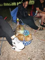 Snickersdoodle , a female Pomeranian for sale in Bay Minette, AL – 9 of 10