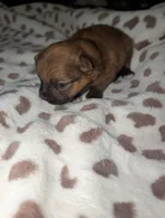 Oatmeal , a male Pomeranian for sale in Bay Minette, AL – 2 of 10