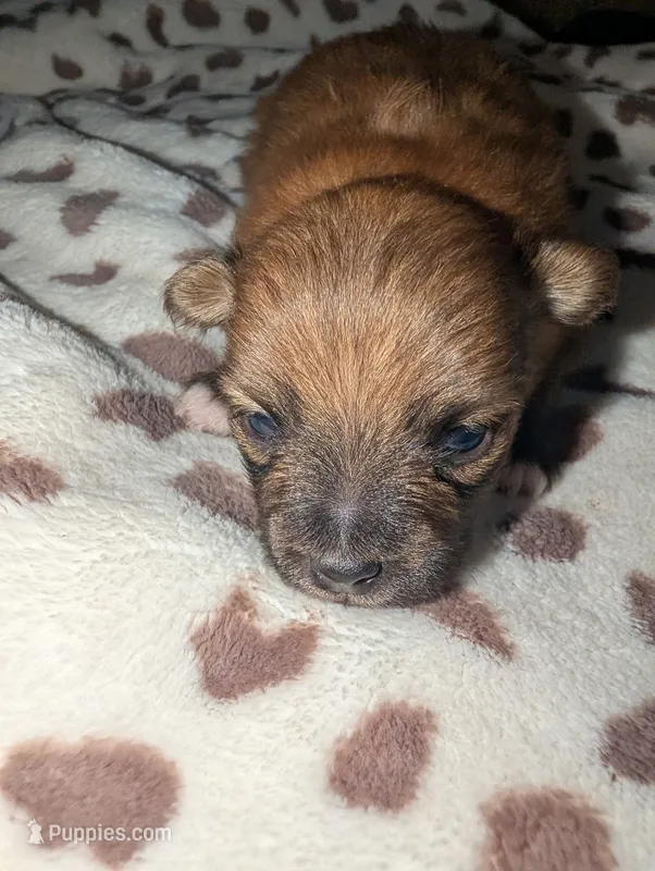 Oatmeal  – Pomeranian puppy for sale in Bay Minette, AL