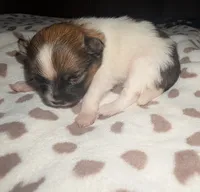 Oreo , a female Pomeranian for sale in Bay Minette, AL – 4 of 10