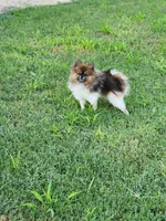 Oreo , a female Pomeranian for sale in Bay Minette, AL – 7 of 10