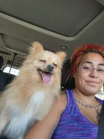 Snickersdoodle , a female Pomeranian for sale in Bay Minette, AL – 6 of 10