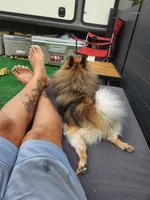 Oatmeal , a male Pomeranian for sale in Bay Minette, AL – 10 of 10