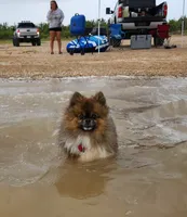 Snickersdoodle , a female Pomeranian for sale in Bay Minette, AL – 5 of 10