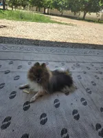 Snickersdoodle , a female Pomeranian for sale in Bay Minette, AL – 8 of 10