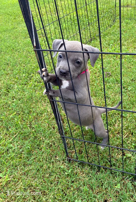Miss Trunchbull – American Pit Bull Terrier puppy for sale in Rock Hill, SC