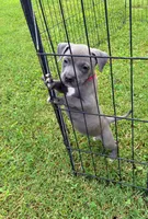 Miss Trunchbull, a female American Pit Bull Terrier for sale in Rock Hill, SC – 1 of 1