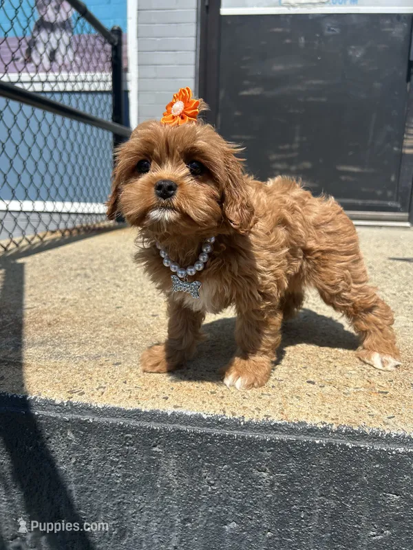Queen – Cavapoo puppy for sale in Abington, MA