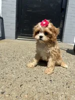 Tiffany , a female Cavapoo for sale in Abington, MA – 3 of 3