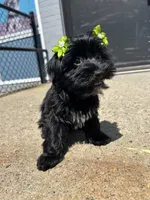 Tinker bell, a female Yorkipoo for sale in Abington, MA – 2 of 4