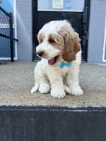 Bob, a male Miniature Goldendoodle for sale in Abington, MA – 3 of 3