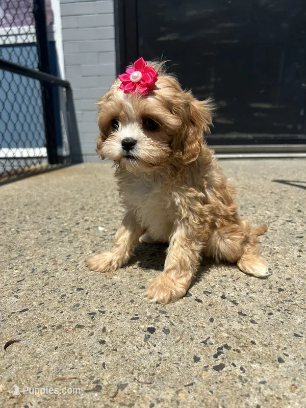 Tiffany  – Cavapoo puppy for sale in Abington, MA