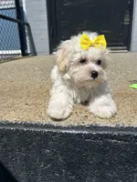 Manda, a female Havamalt for sale in Abington, MA – 2 of 3