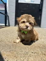Mark , a male Havanese for sale in Abington, MA – 2 of 3