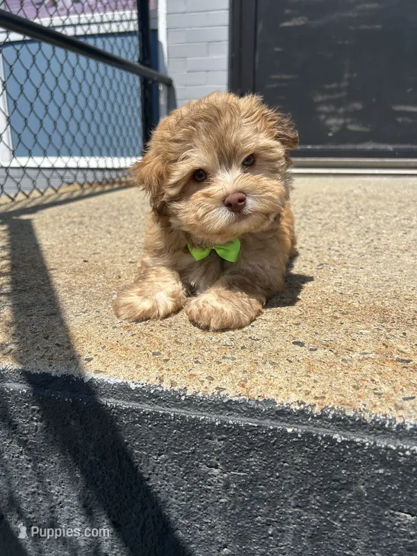 Mark  – Havanese puppy for sale in Abington, MA
