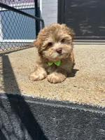 Mark , a male Havanese for sale in Abington, MA – 1 of 3