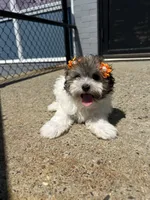 Marlo , a female Havamalt for sale in Abington, MA – 2 of 3
