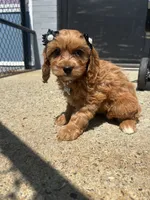 Cupid , a female Cavapoo for sale in Abington, MA – 2 of 4