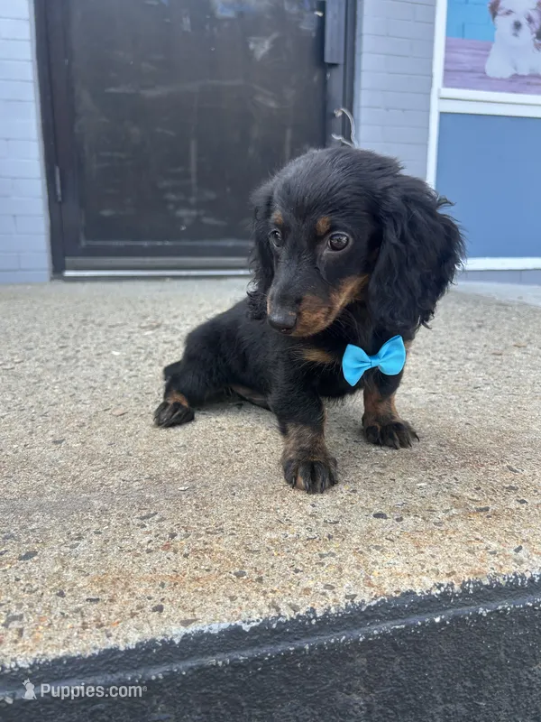 Milkshake  – Miniature Dachshund puppy for sale in Abington, MA
