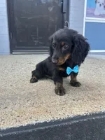 Milkshake , a male Miniature Dachshund for sale in Abington, MA – 1 of 3