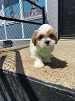 Champ , a male Cavapoo for sale in Abington, MA – 2 of 3