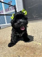 Tinker bell, a female Yorkipoo for sale in Abington, MA – 1 of 4