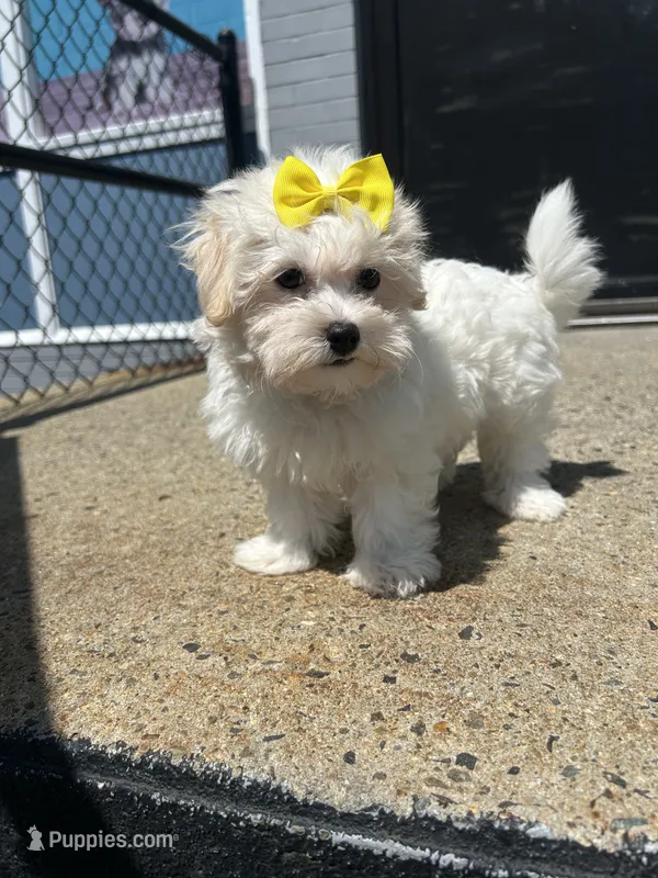 Manda – Havamalt puppy for sale in Abington, MA