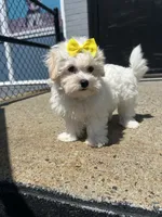 Manda, a female Havamalt for sale in Abington, MA – 1 of 3