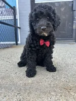 Max, a male Miniature Goldendoodle for sale in Abington, MA – 3 of 3