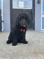 Max, a male Miniature Goldendoodle for sale in Abington, MA – 1 of 3