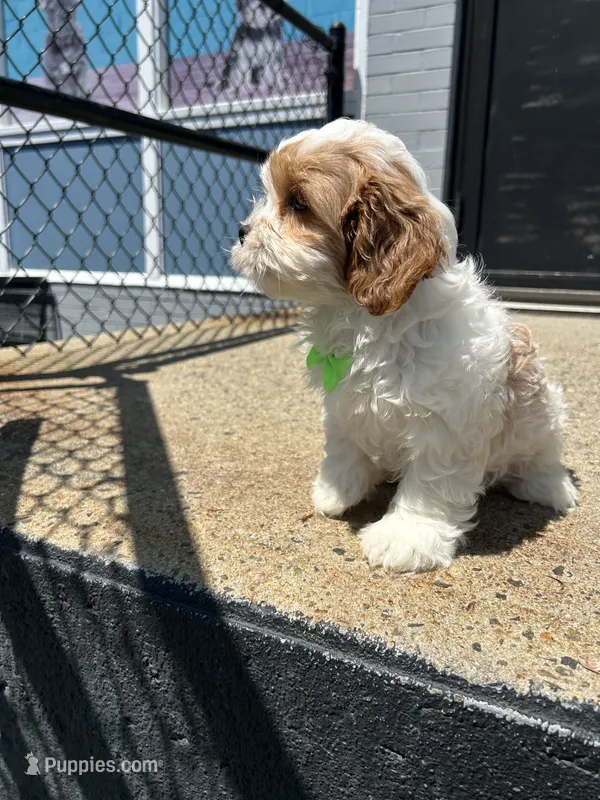 Champ  – Cavapoo puppy for sale in Abington, MA