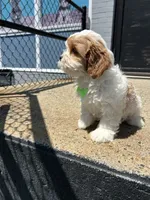 Champ , a male Cavapoo for sale in Abington, MA – 1 of 3
