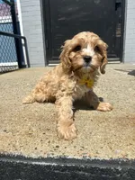 Winny , a male Cavapoo for sale in Abington, MA – 2 of 3